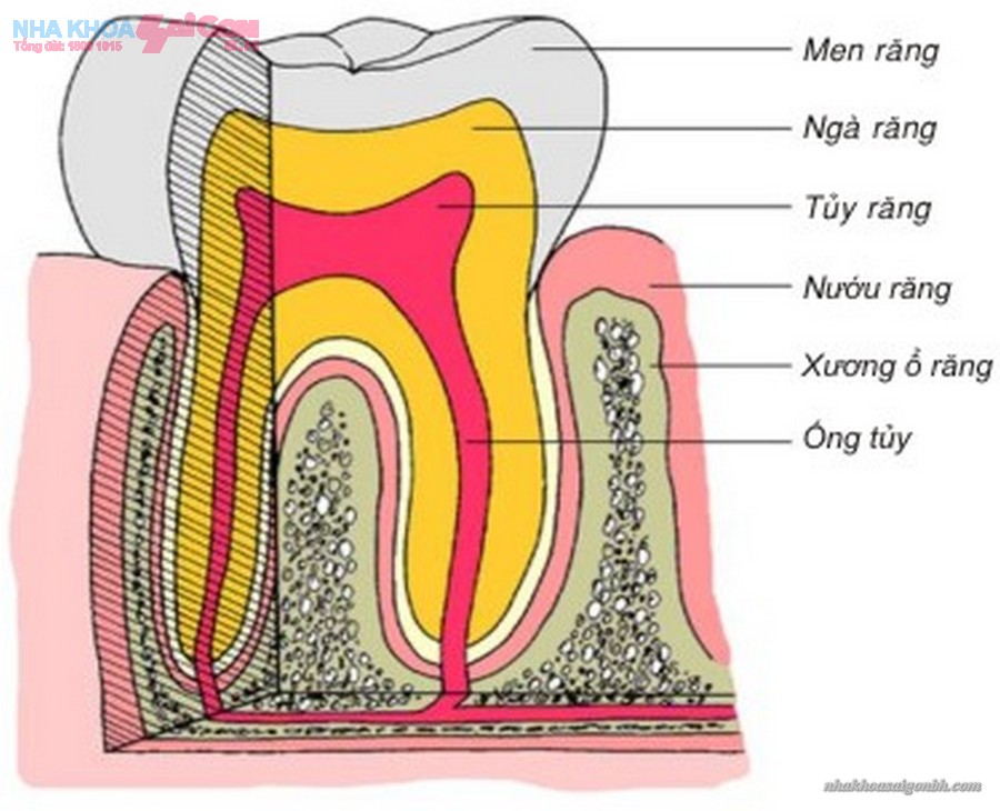 cấu trúc răng