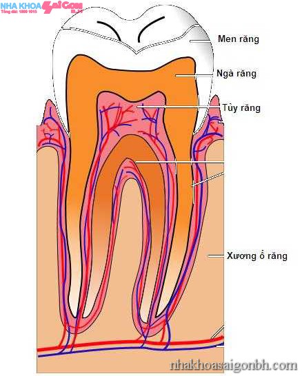 Giải phẫu cấu trúc răng